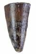 Phytosaur (Redondasaurus?) Anterior Tooth - Arizona #62429-1